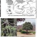 Acacia Albida ASB