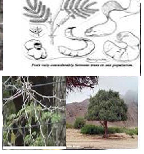 Acacia Albida ASB