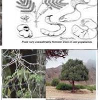 Acacia Albida ASB