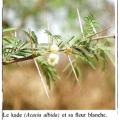 Acacia Albida ( ASD)