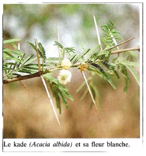 Images de plantes médicinales.