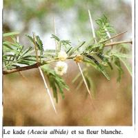Acacia Albida ( ASD)