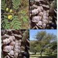 Acacia nilotica et gousses. ( ASB)