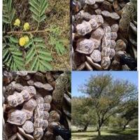 Acacia nilotica et gousses. ( ASB)
