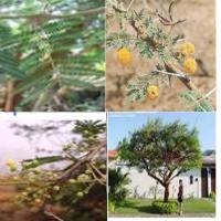 Acacia Seyal + (ASB)