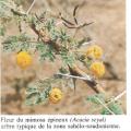 Acacia seyal ( ASB)
