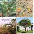 Acacia Seyal + (ASB)