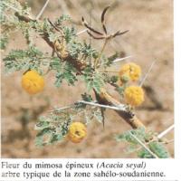 Acacia seyal ( ASB)