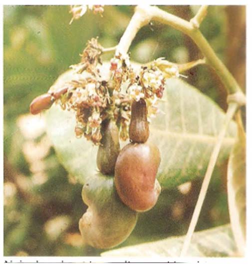 Acajou( ASB)
