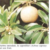 Achras Sapota