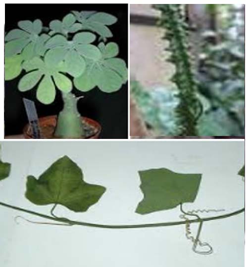 Adenia Lobata ASB