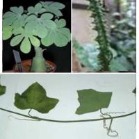 Adenia Lobata ASB