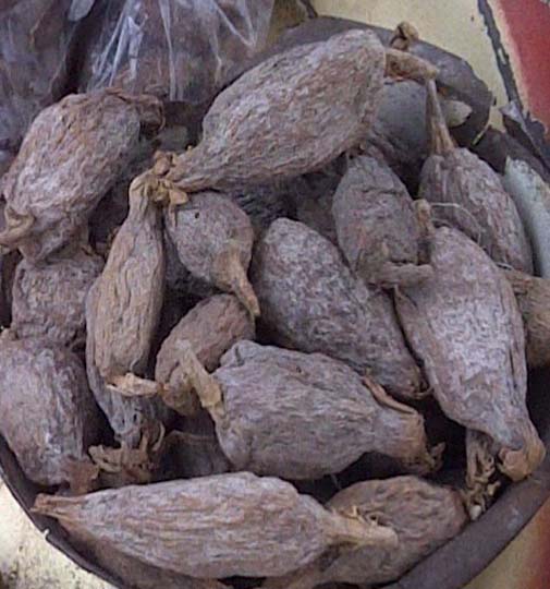 Aframomum melegueta(Atakoun)