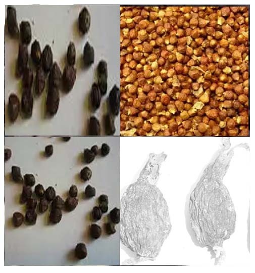 Aframomum Meleguetta