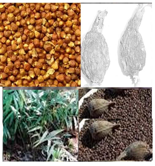 Aframomum Meleguette( poivre de meleguette)