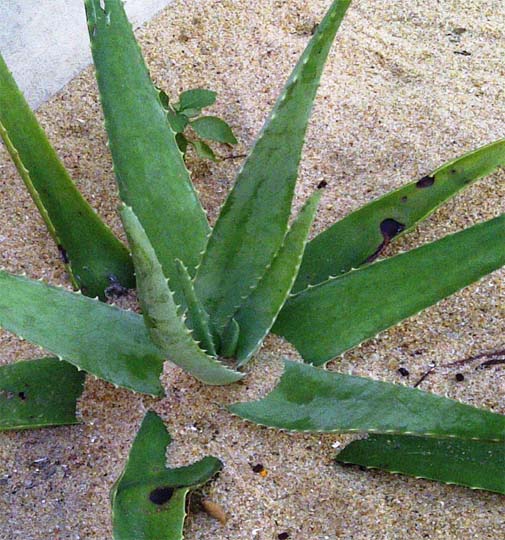 Aloe vera