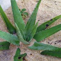 Aloe vera