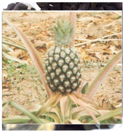 Ananas