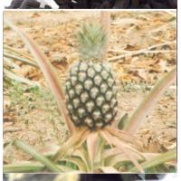 Ananas