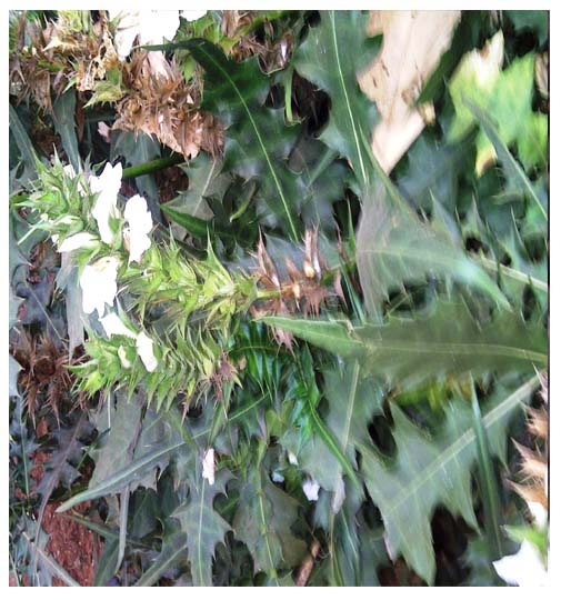 Argemone mexicana ( papaveracée-Dèdio)