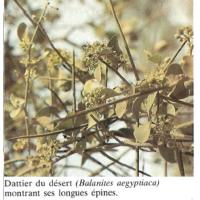 Balanites aegyptiaca.docx ( ASB)