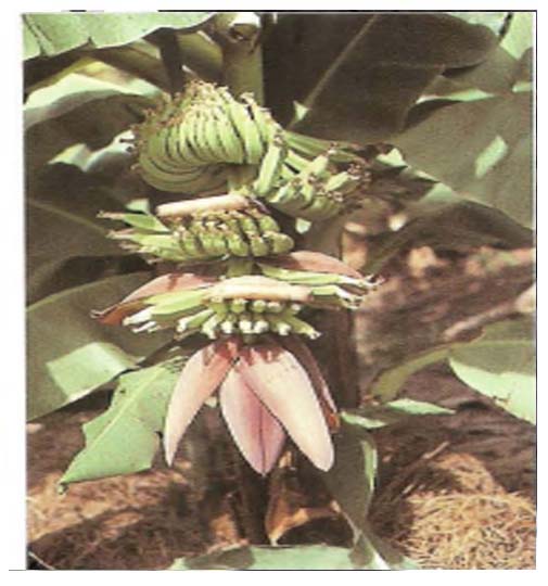 Bananier ( ASB)