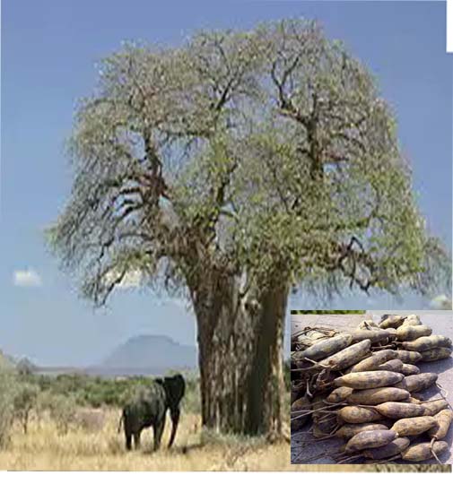 Baobab ( ASB)