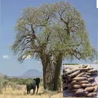 Baobab ( ASB)