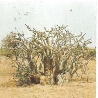 Baobab des Chacals ( ASB)