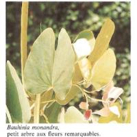 Bauhinia Monandra 2( ASB)