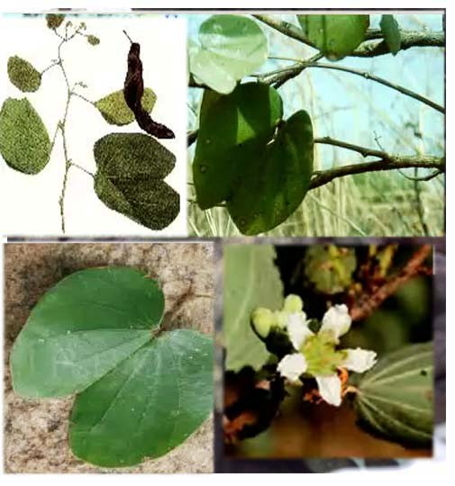 Bauhinia reticulata