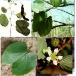 Bauhinia reticulata