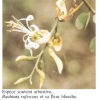 Bauhinia Rufescens ( ASB)