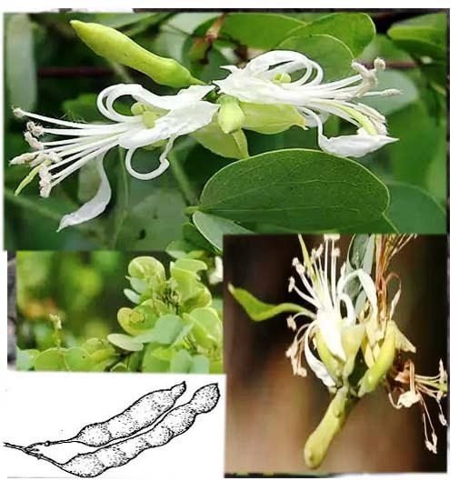 Bauninia rufescens