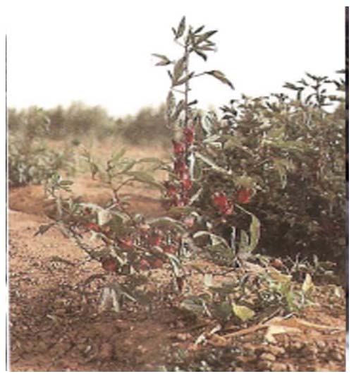 Bissap  ( ASB)