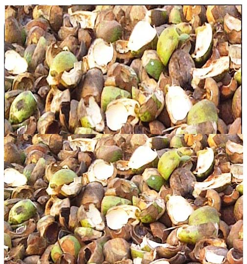 Brou de coco