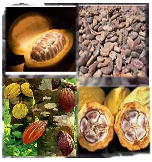 Cacaoyer