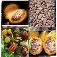 Cacaoyer