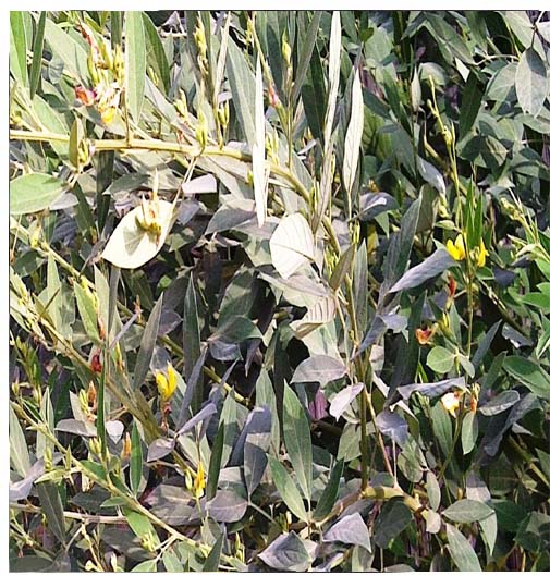 Cajanus cajan ( pois d'angole)