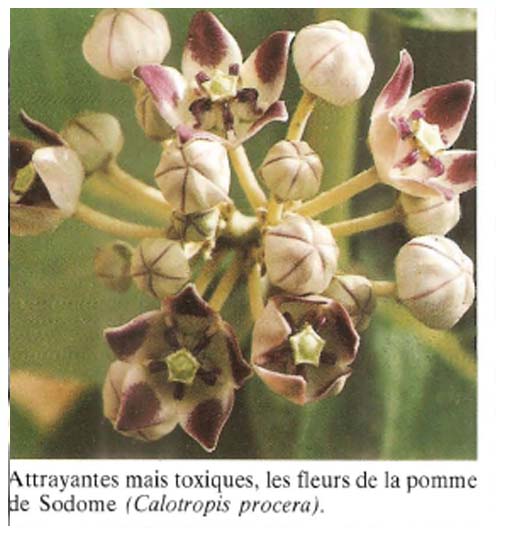 Calotropis Procera ( ASB)