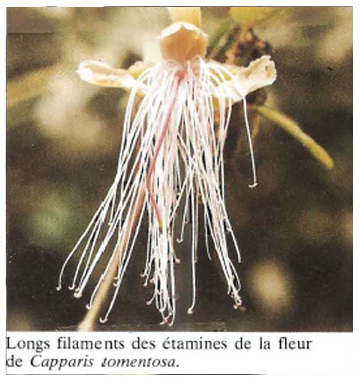 Capparis Tomentosa
