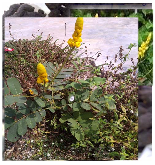 Cassia Alata ( ASB)