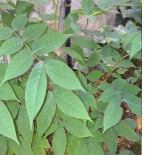 Cassia occidentalis