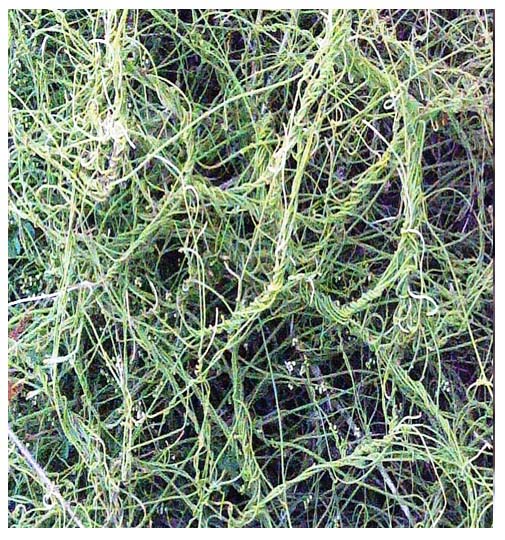 Cassitha filiformis (Agbégbé kan en goun)