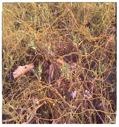 Cassitha filiformis ( Agbégbékan