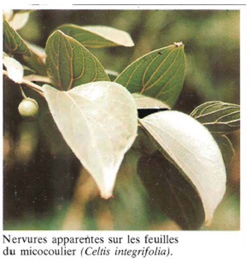 Celtis Intégrifilia ( ASB)
