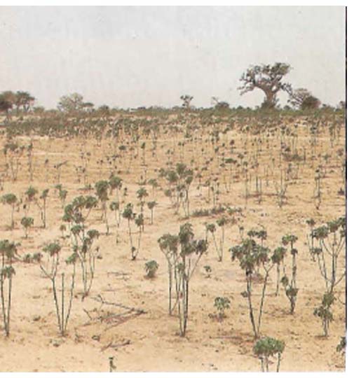 Champ de Manioc(ASB)