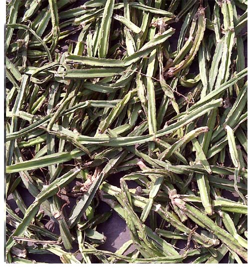 Cissus quadrangularis ( Kankpé) (2)
