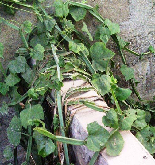 Cissus quadrangularis ( Kankpé)