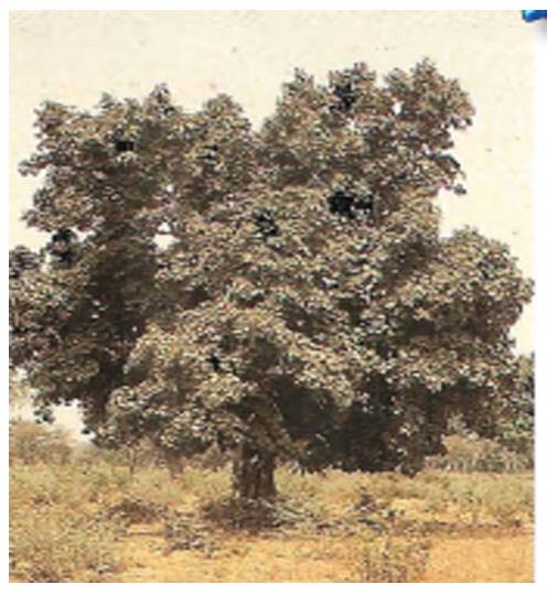 Cola Cordifolia ( ASB)